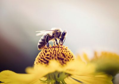 Subvencioniranje vzreje čebeljih matic za leto 2021 ter spodbujanje zamenjave morfološko neprimernih matic